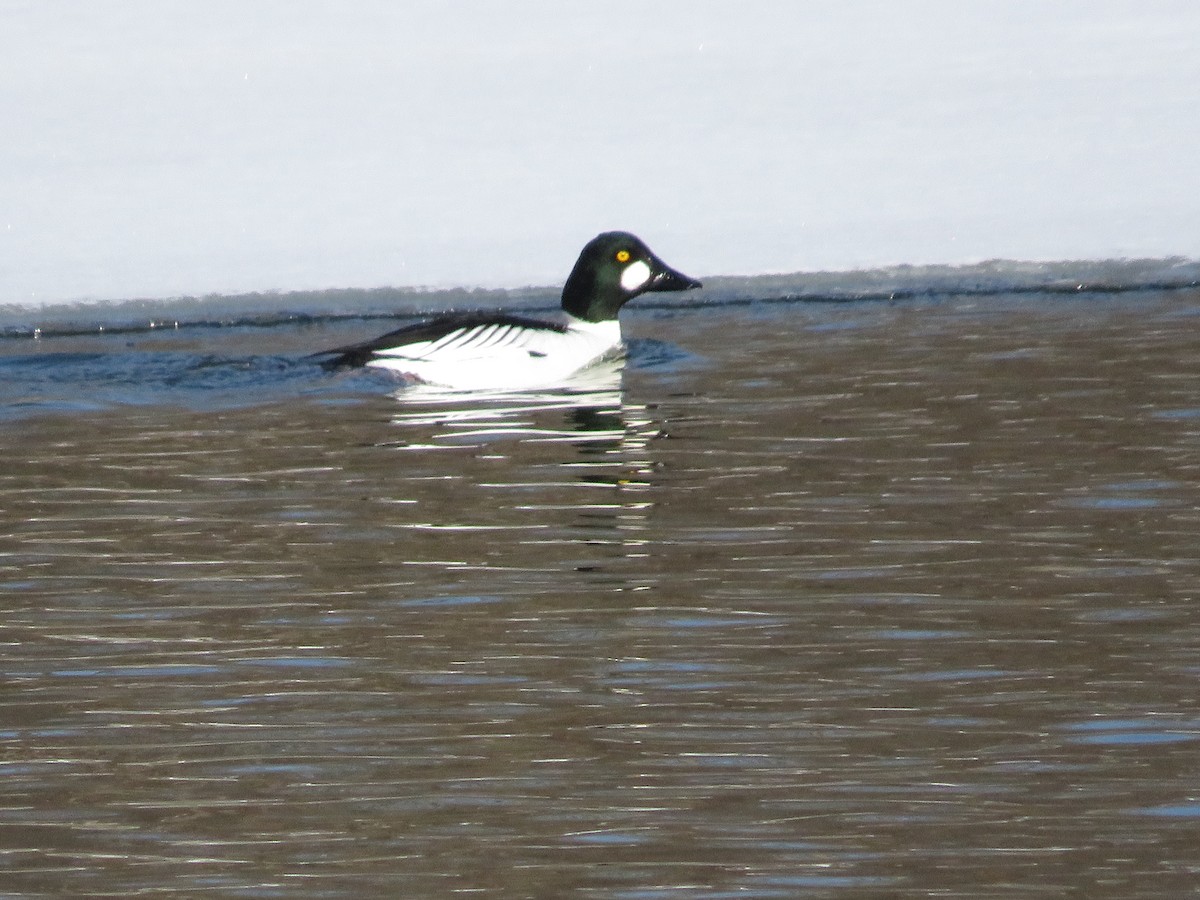 Common Goldeneye - ML414677591