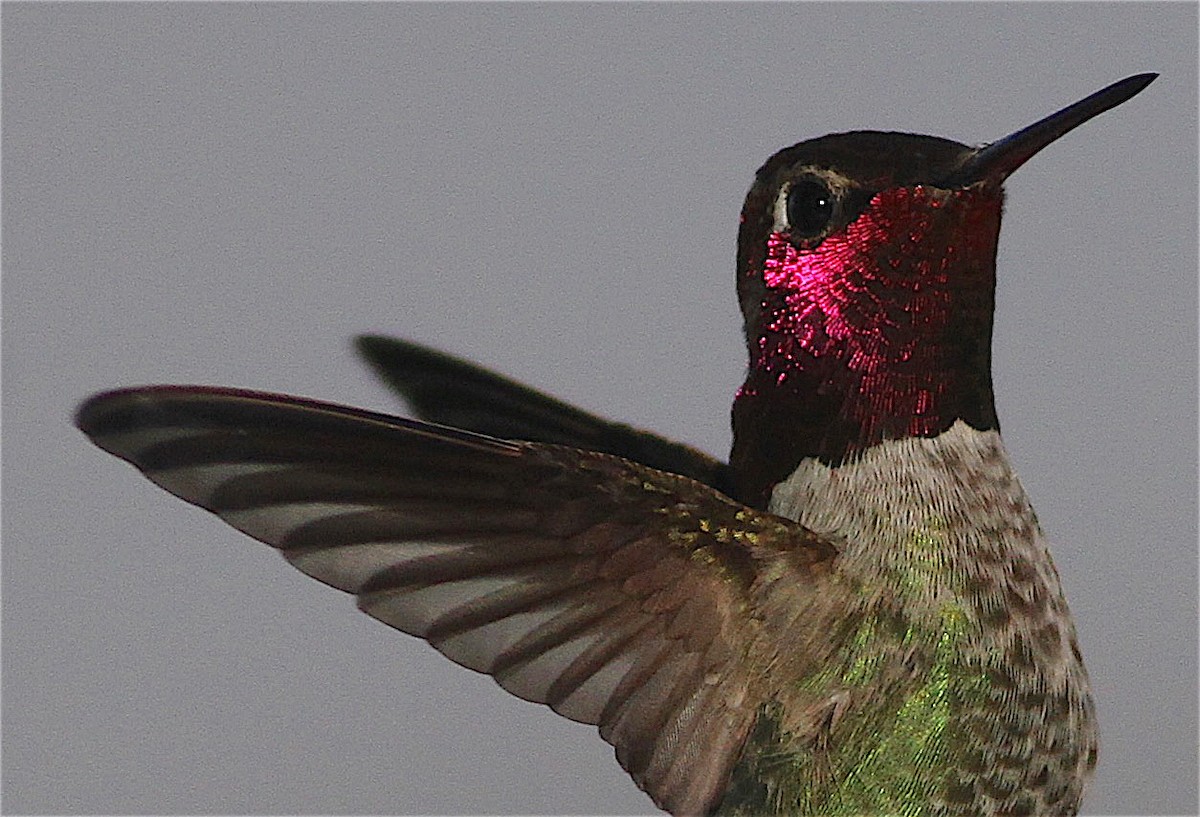 Anna's Hummingbird - ML414678321