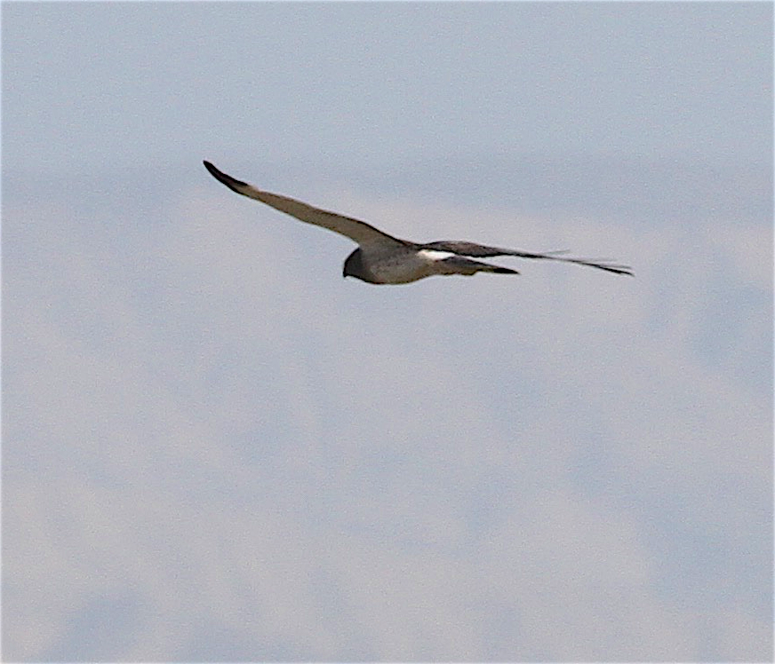 Northern Harrier - ML414678361