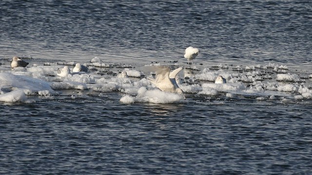 Glaucous Gull - ML414678681