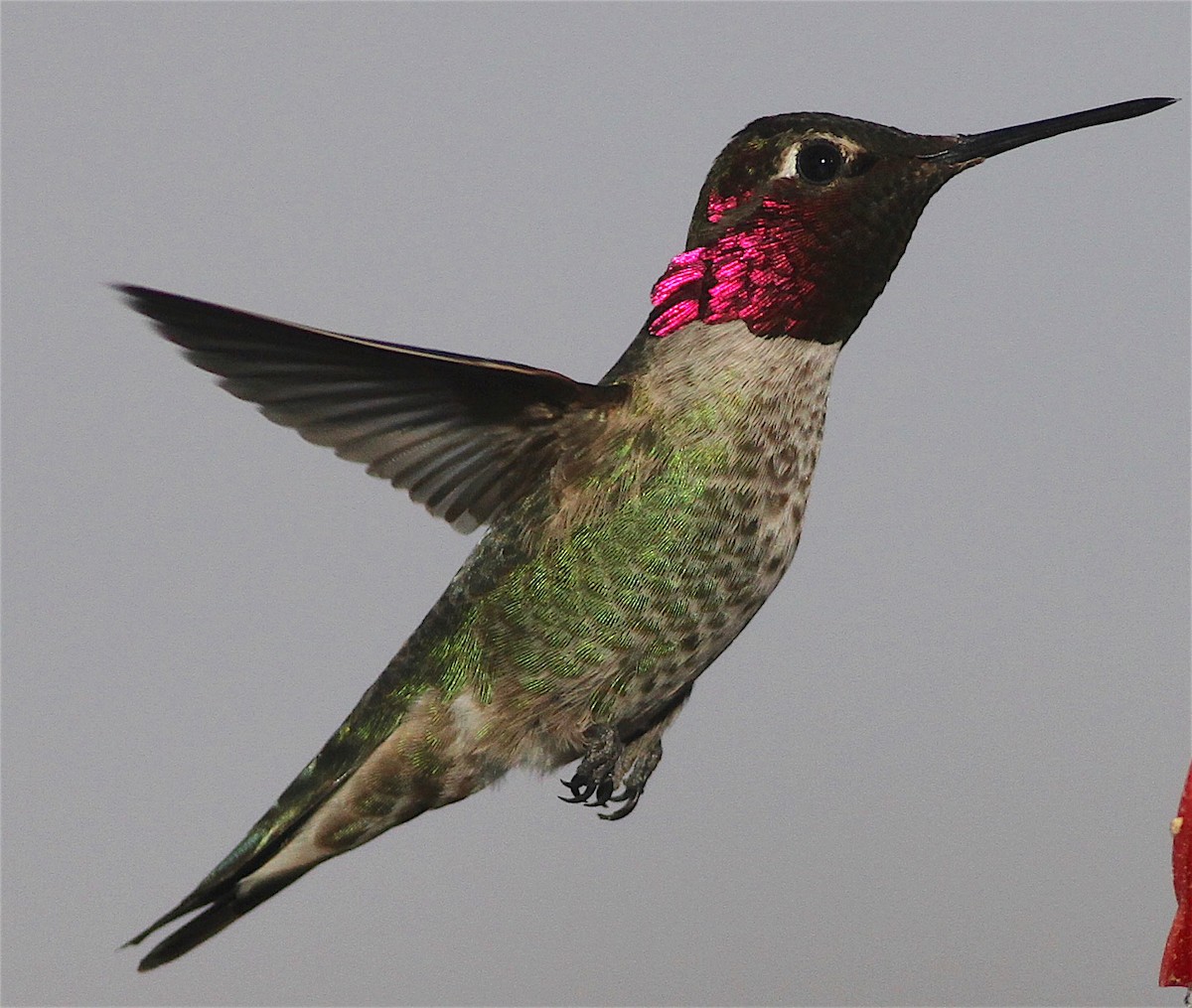 Anna's Hummingbird - ML414678981