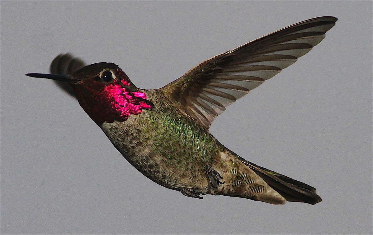 Anna's Hummingbird - ML414679121