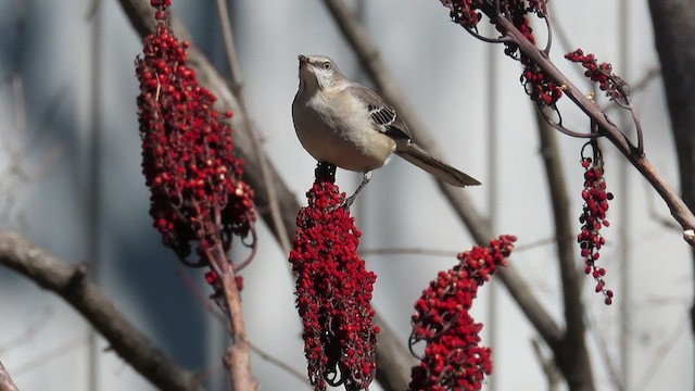 Northern Mockingbird - ML414679151