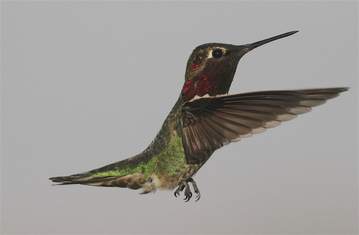 Anna's Hummingbird - Anonymous