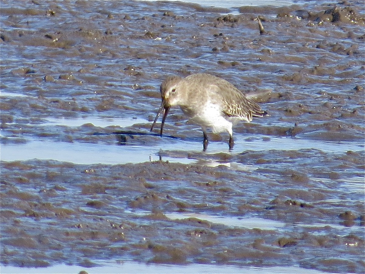 Dunlin - ML41467921