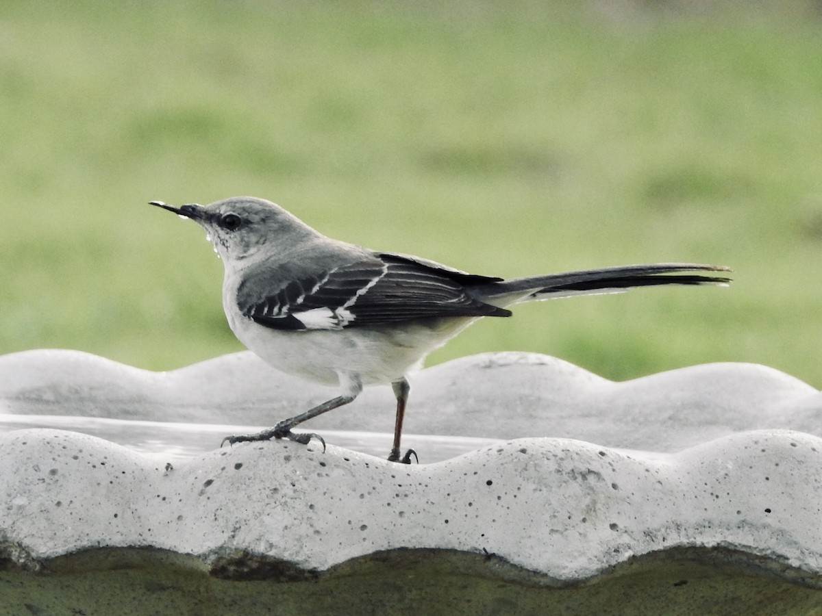 Northern Mockingbird - ML414679301