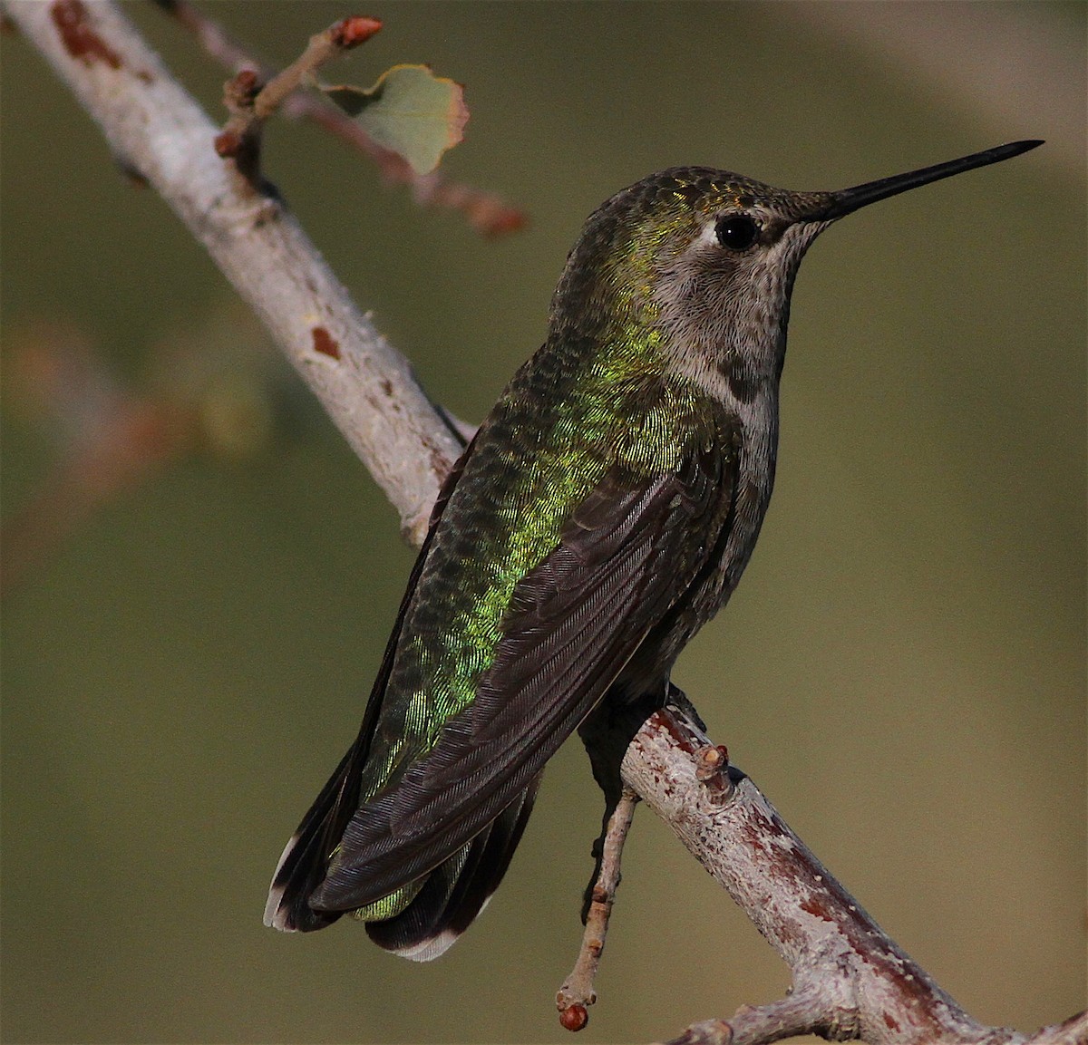 rødmaskekolibri - ML414679361