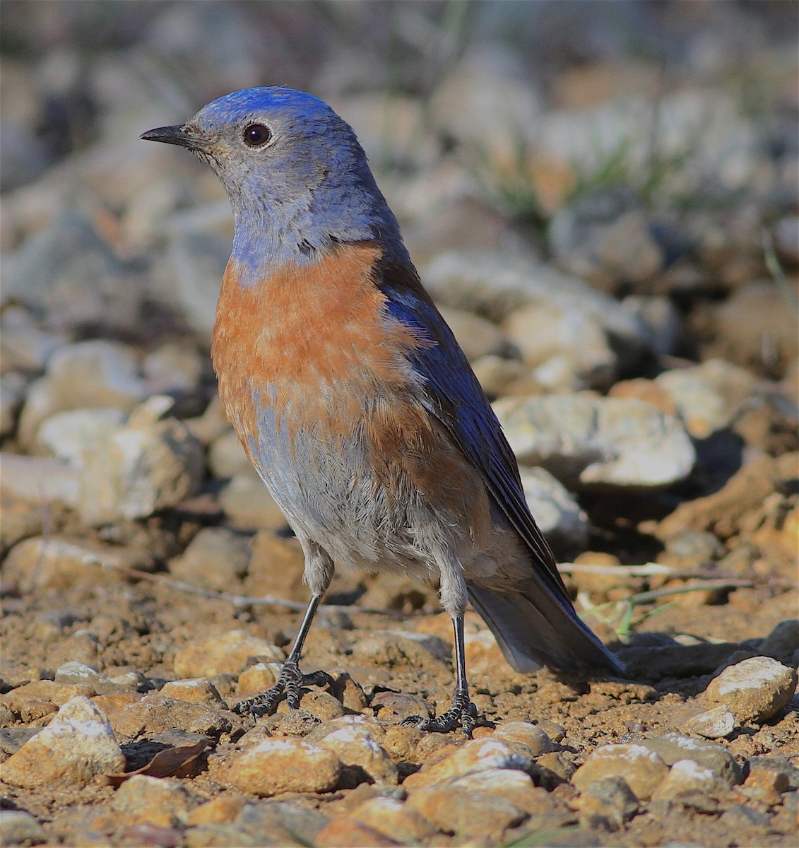 Western Bluebird - Anonymous