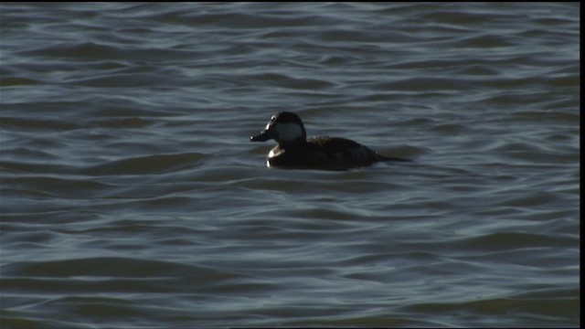 Ruddy Duck - ML414680