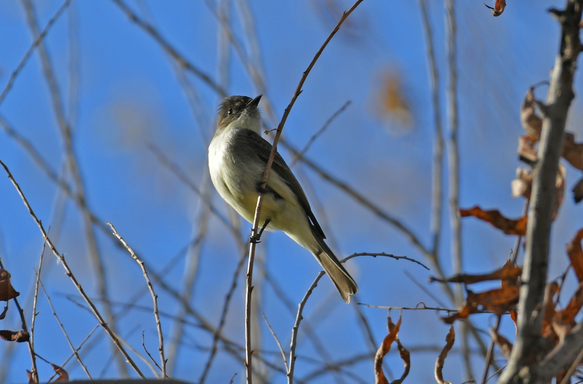 Eastern Phoebe - ML414680191