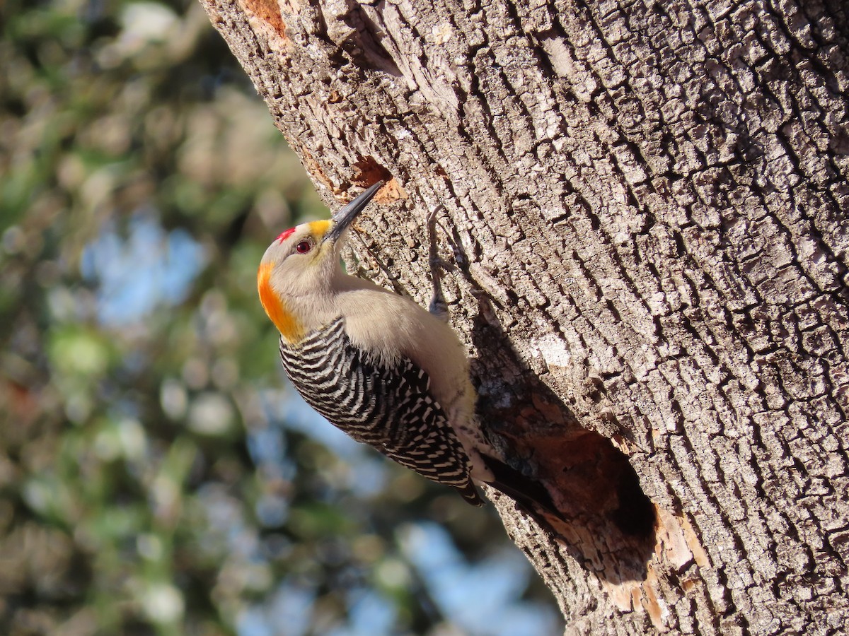 Golden-fronted Woodpecker - ML414680431