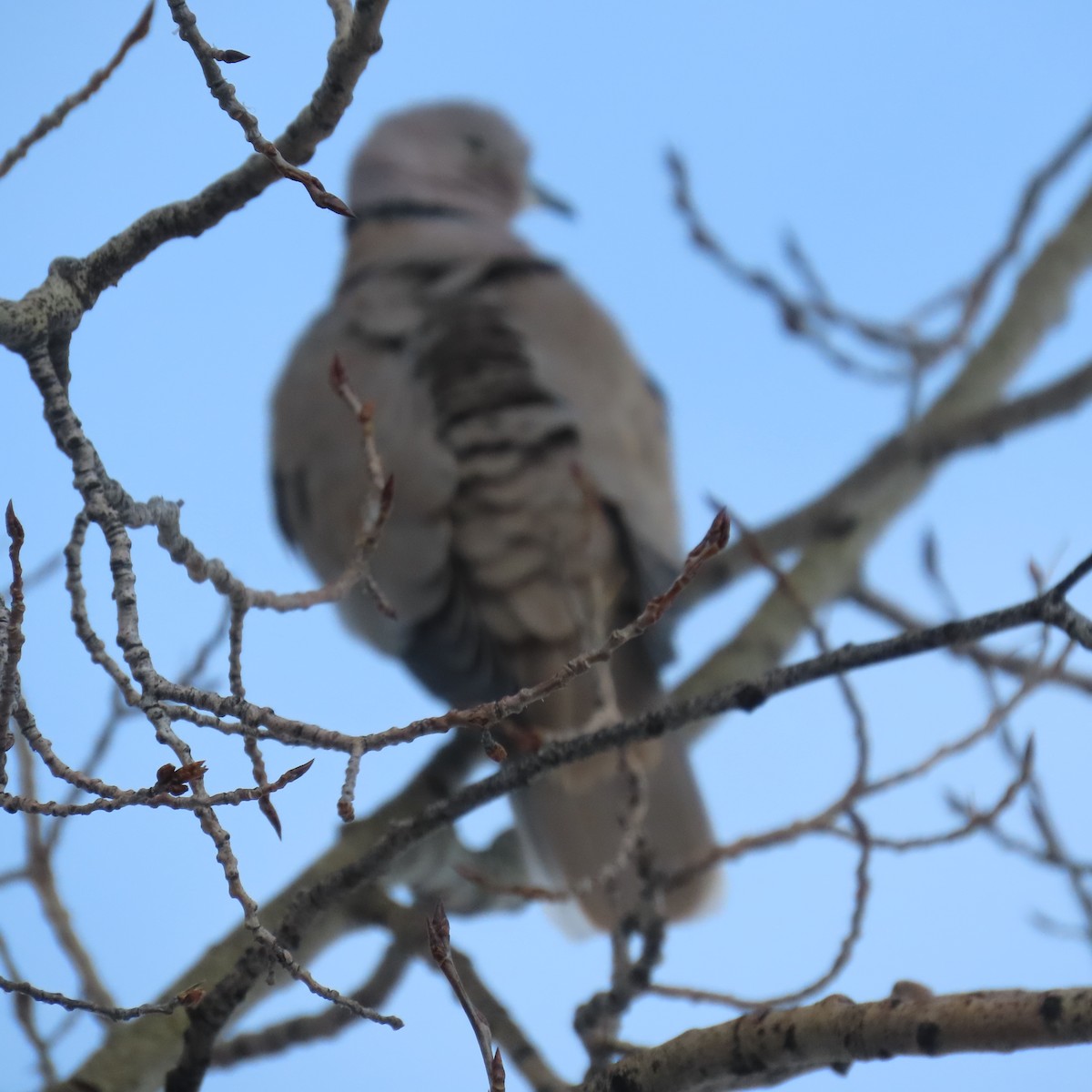 Eurasian Collared-Dove - ML414680721