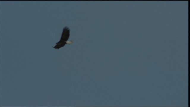 Bald Eagle - ML414681