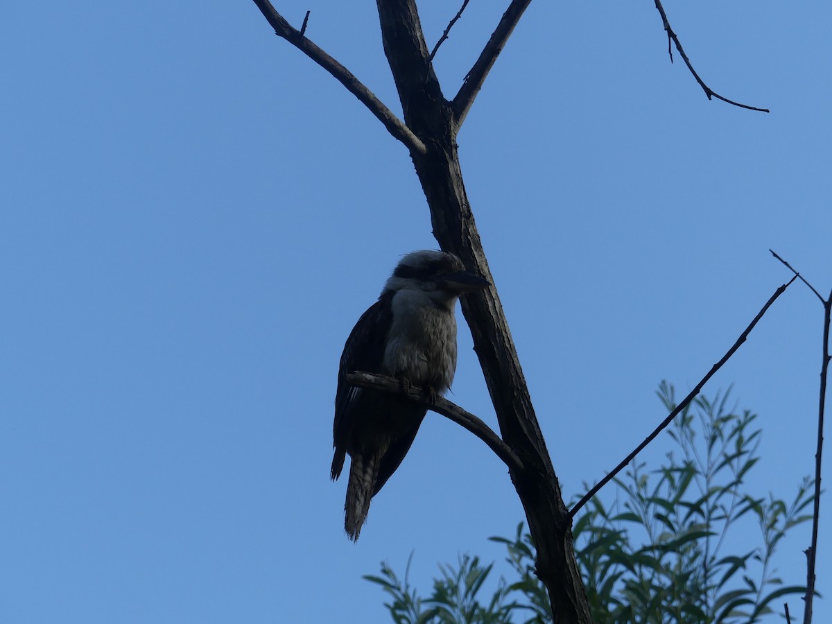 Laughing Kookaburra - ML414681871