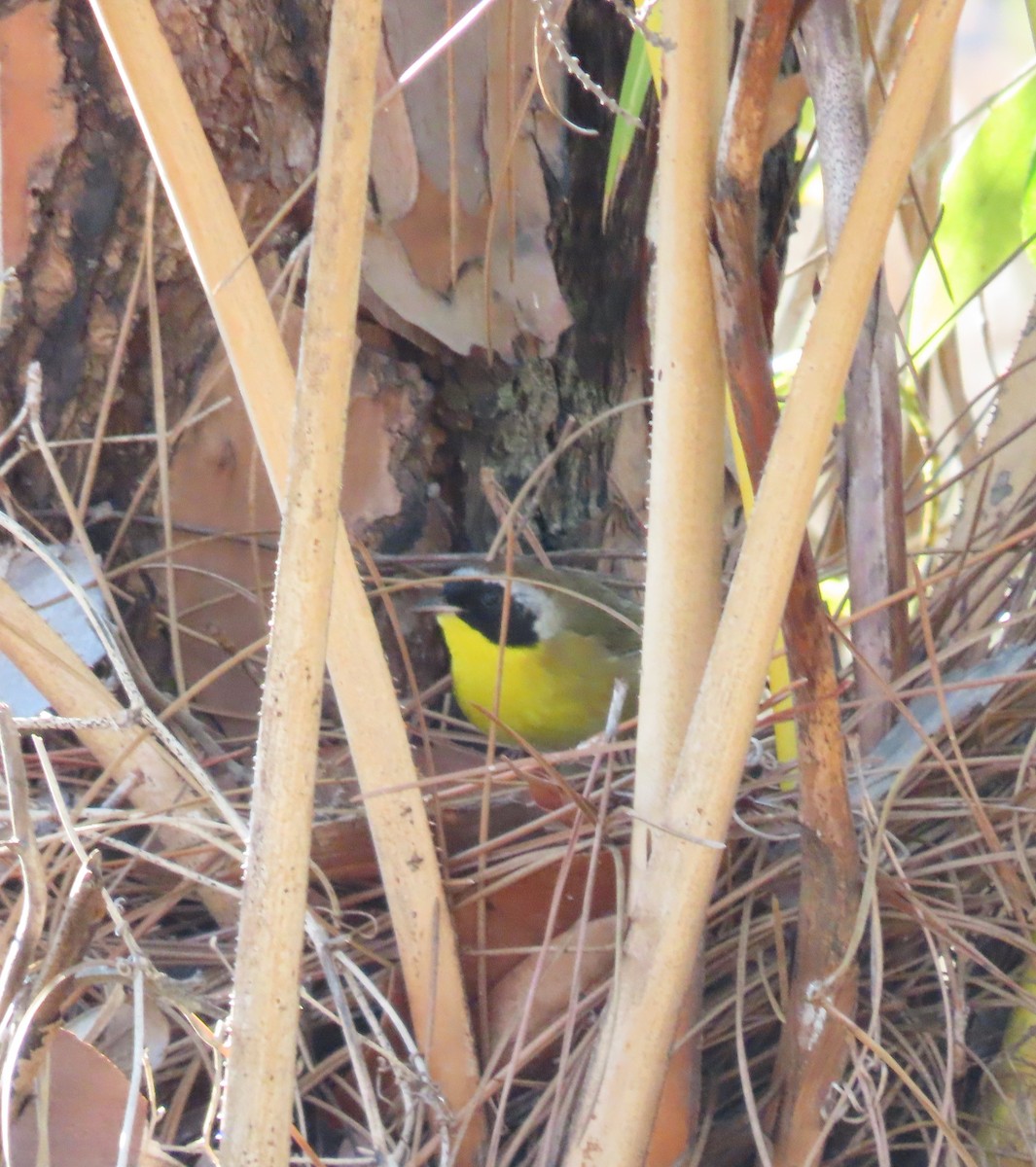 Common Yellowthroat - ML414682681