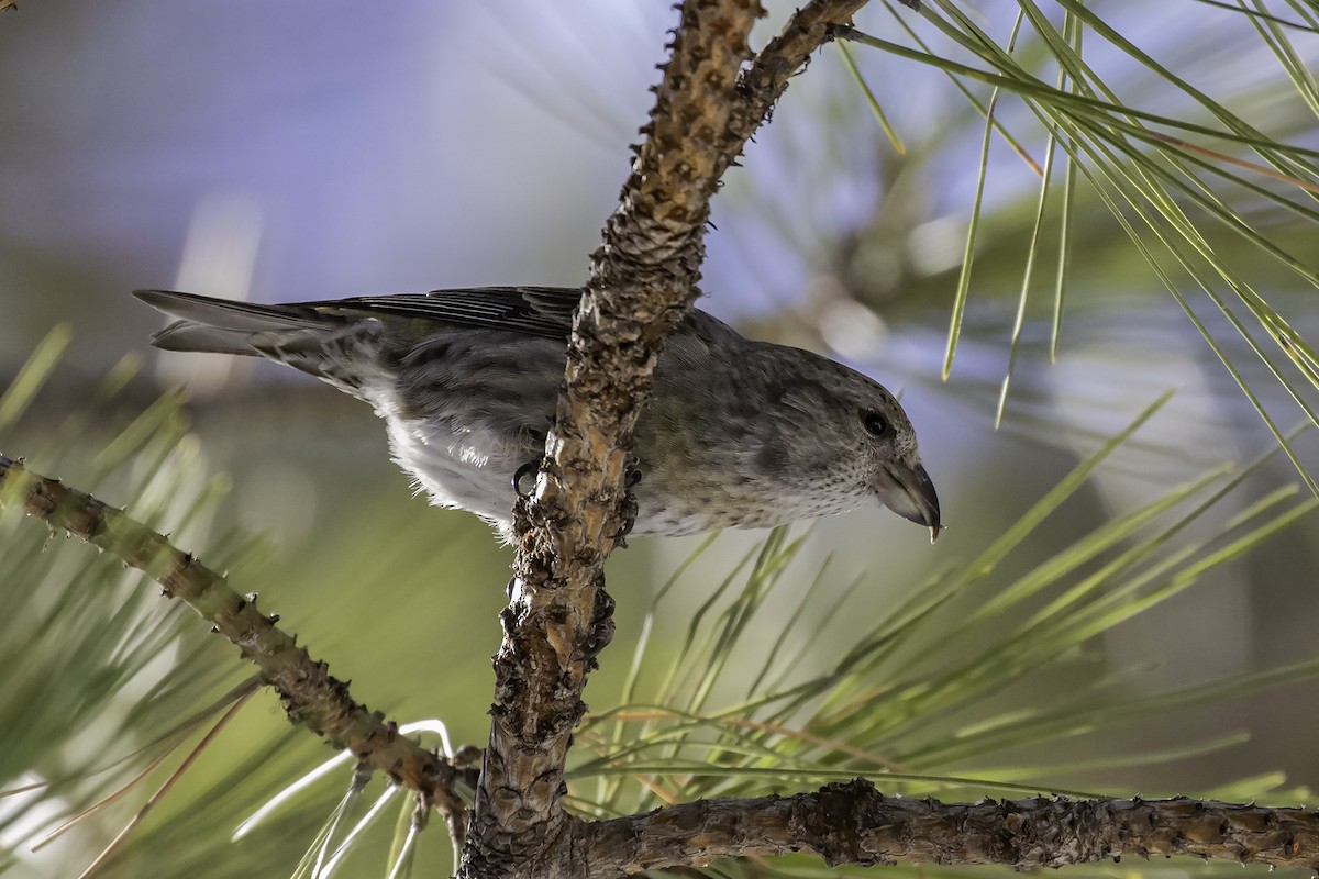 Red Crossbill - ML414684931