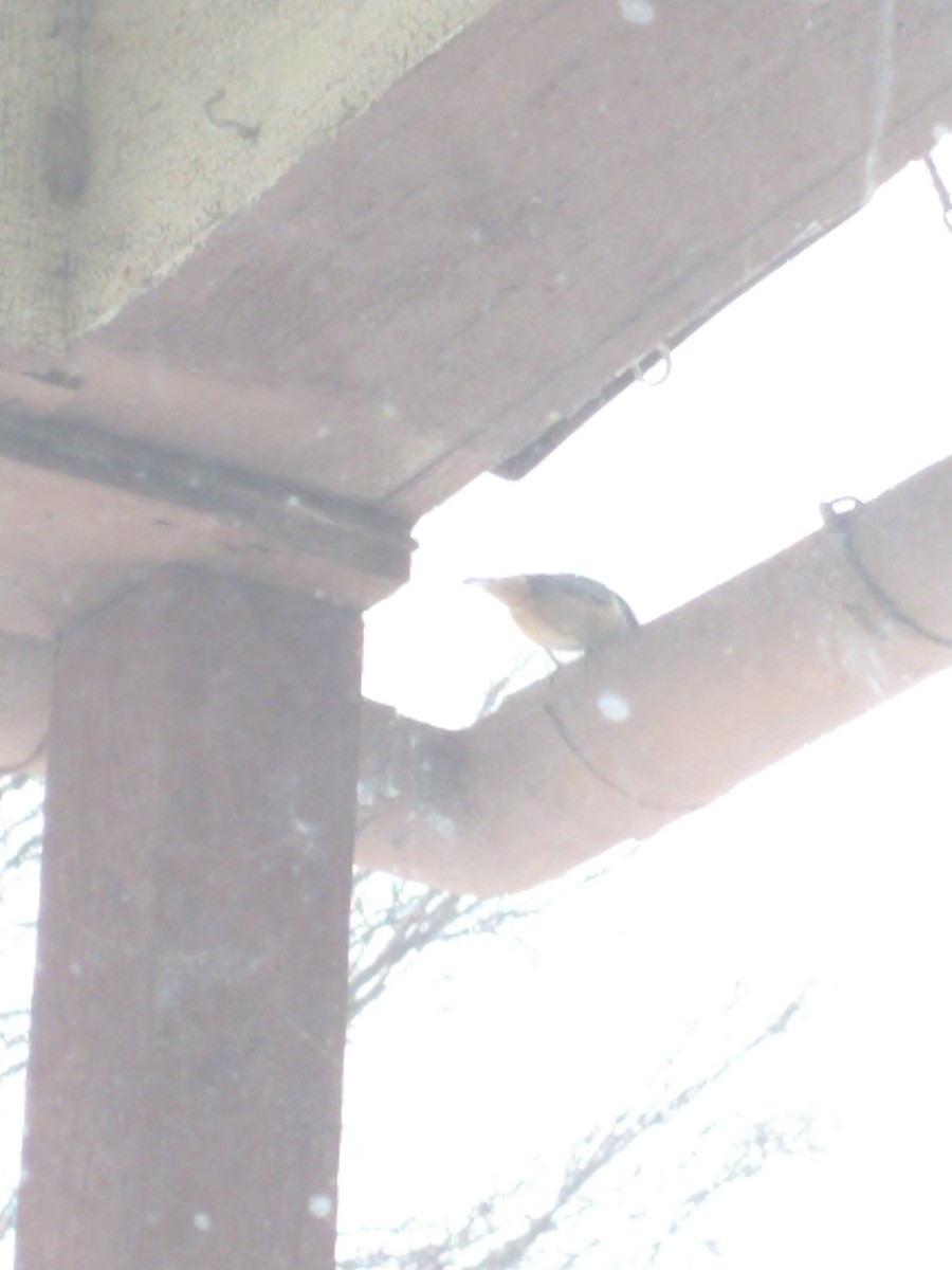 Red-breasted Nuthatch - ML414686711