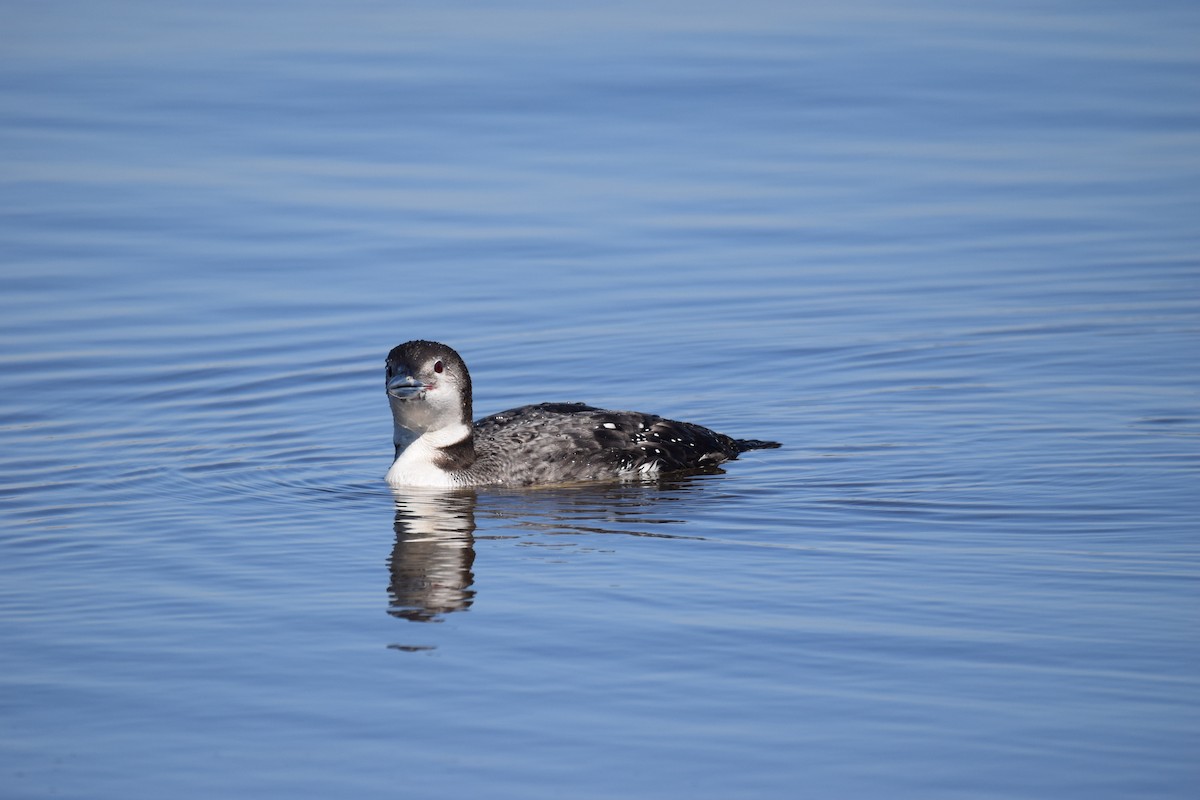 Common Loon - Andy Hudson