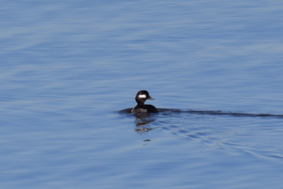 Bufflehead - ML414686841