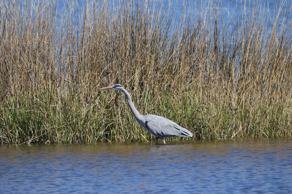 Great Blue Heron (Great Blue) - ML414686921