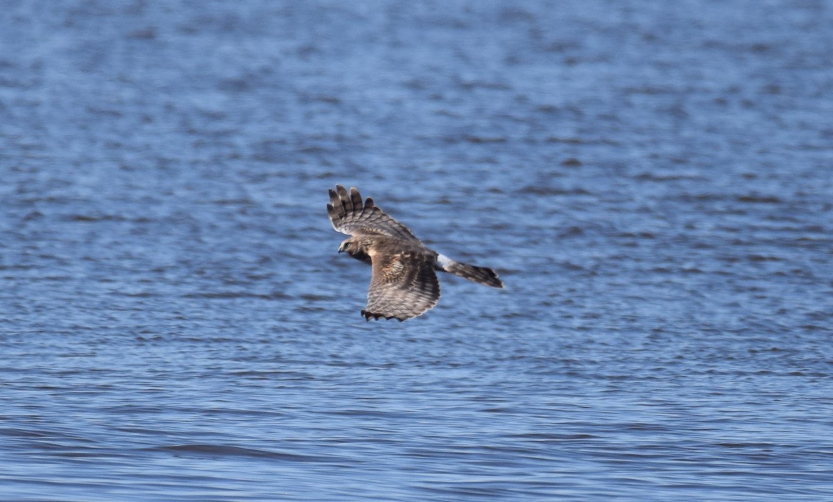 Northern Harrier - ML414686931