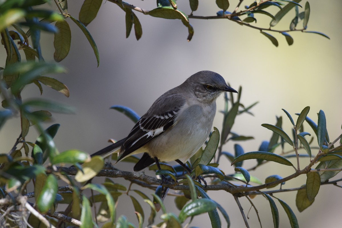 Northern Mockingbird - ML414686941