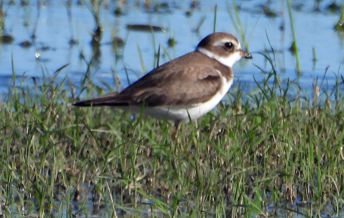 Semipalmated Plover - ML414688621