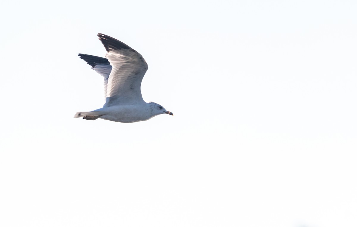 Ring-billed Gull - ML414688941