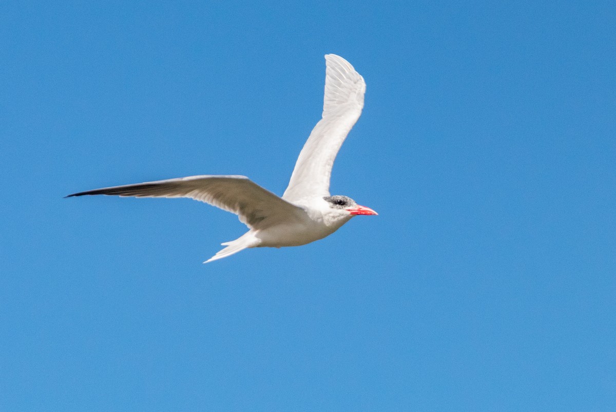 Caspian Tern - ML414688991