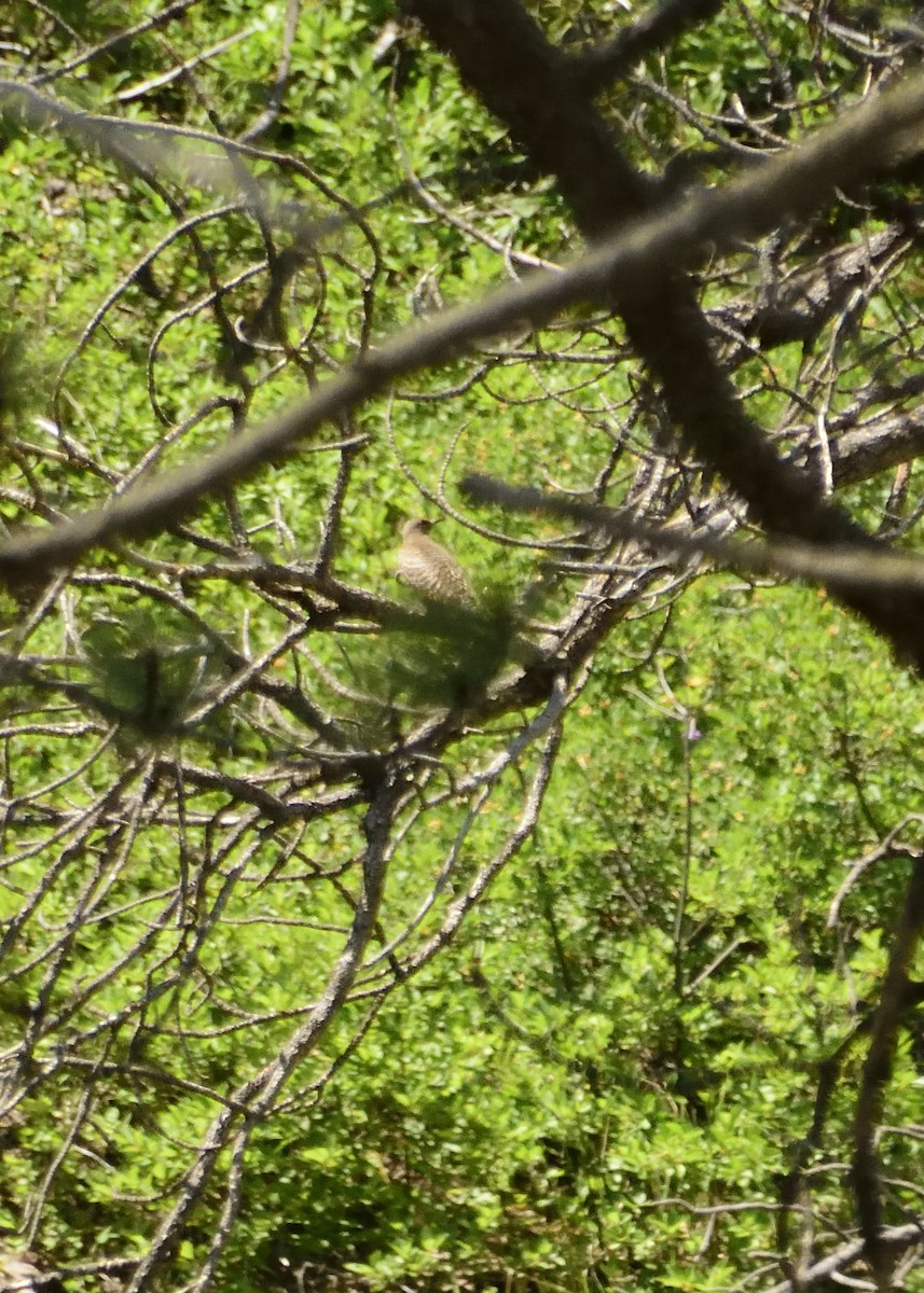 Northern Flicker (Red-shafted) - ML41468901