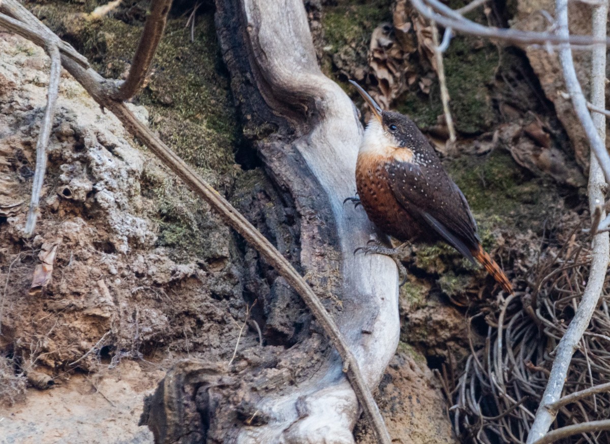 Canyon Wren - Ivann Romero