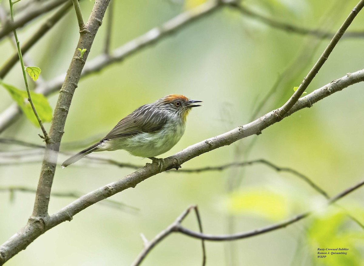 Rusty-crowned Babbler - Ramon Quisumbing