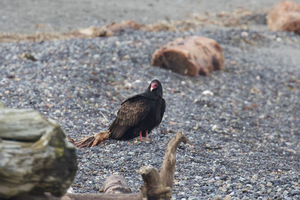 Turkey Vulture - Jeremy Nance