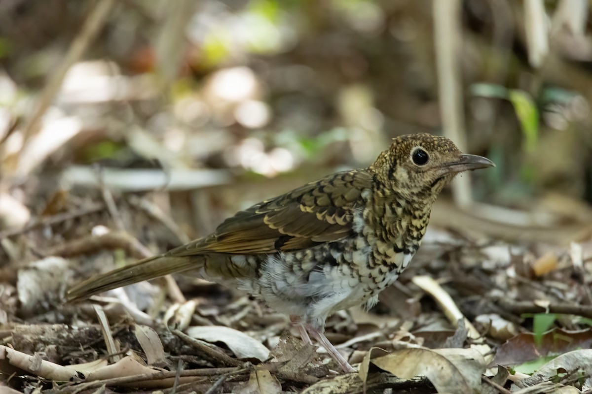 Bassian Thrush - ML414692281