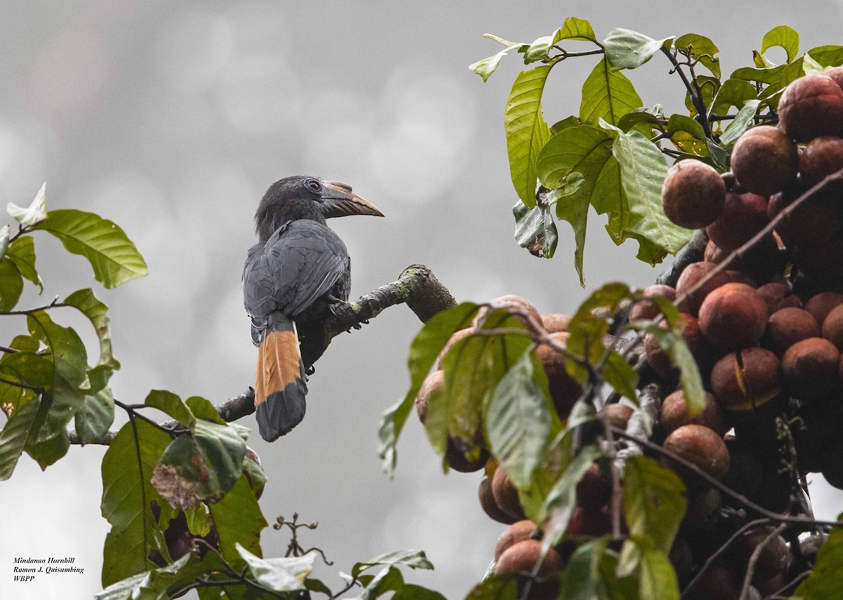 Mindanao Hornbill - ML414693911