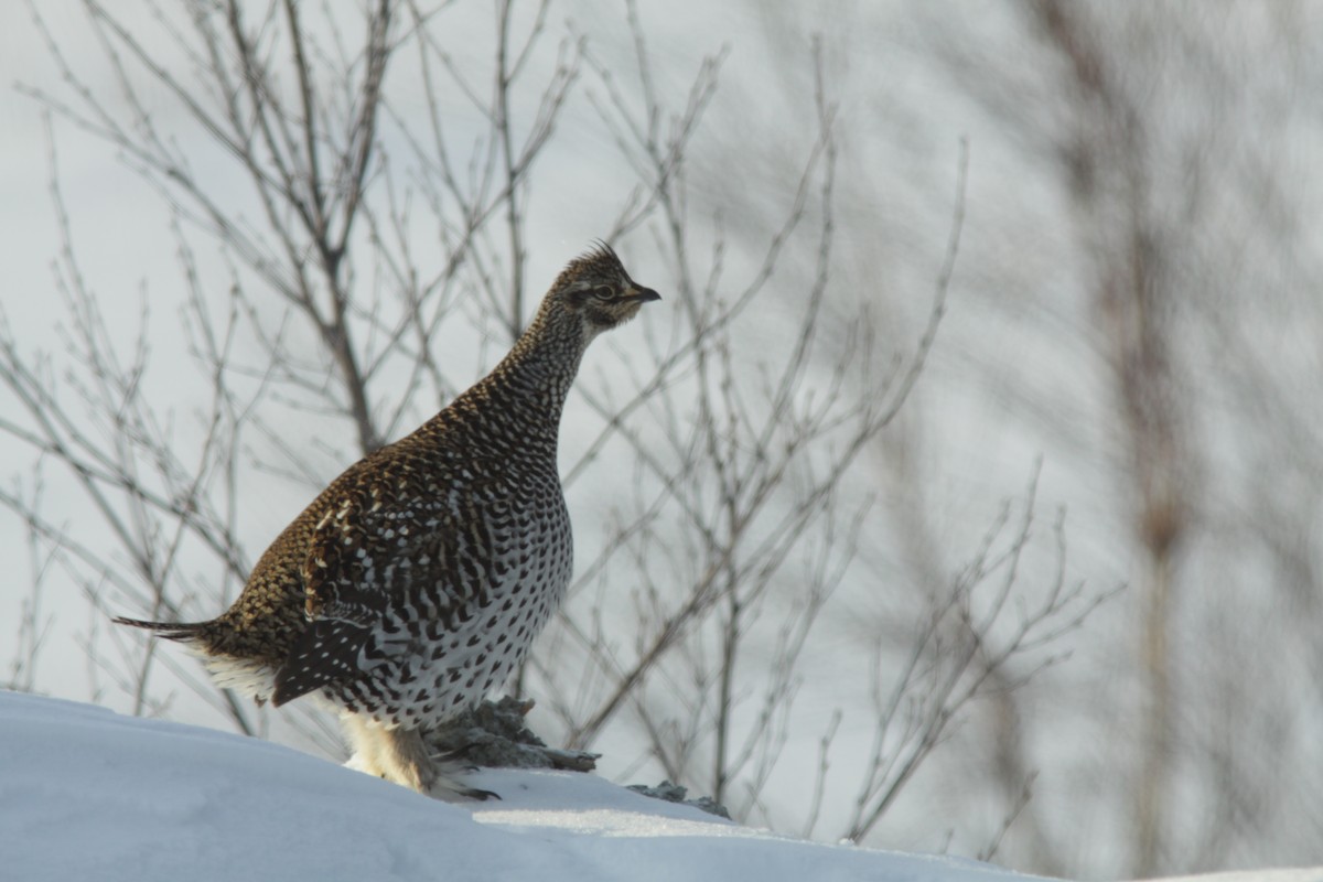 Sharp-tailed Grouse - ML414695301