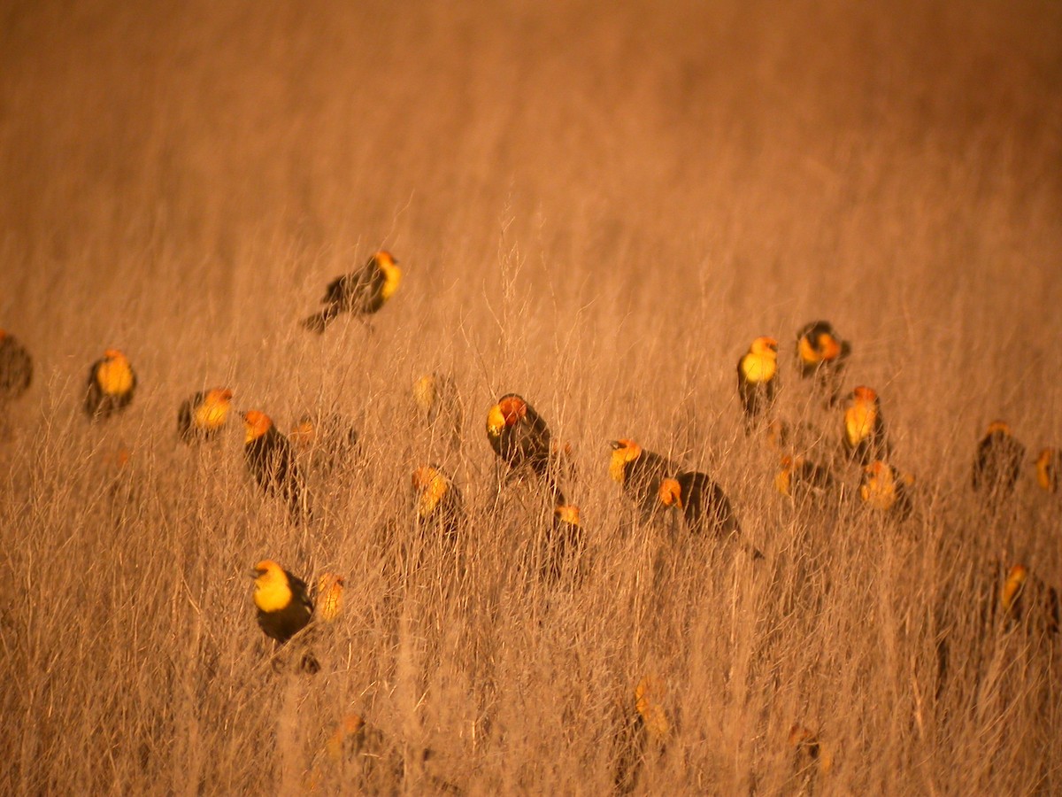 Yellow-headed Blackbird - ML41469531