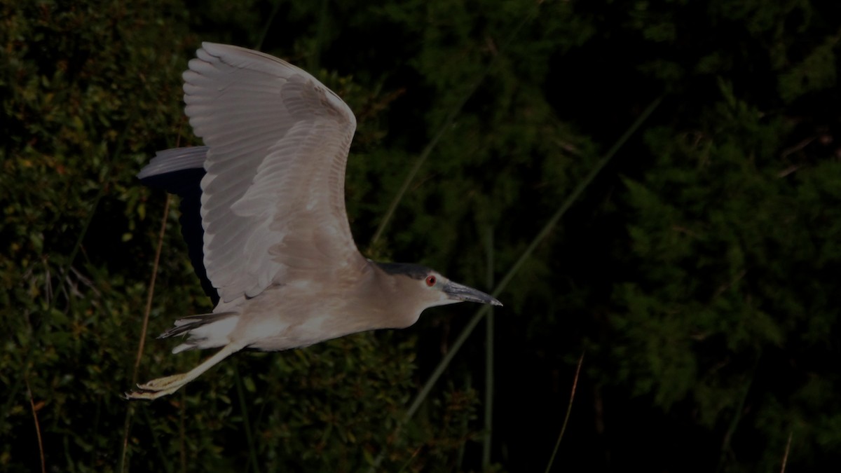 Black-crowned Night Heron - ML414695511