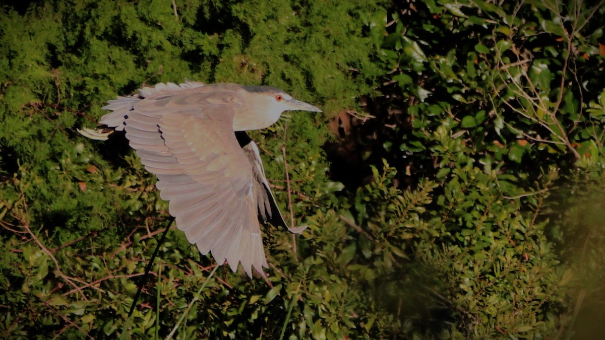 Black-crowned Night Heron - ML414695531