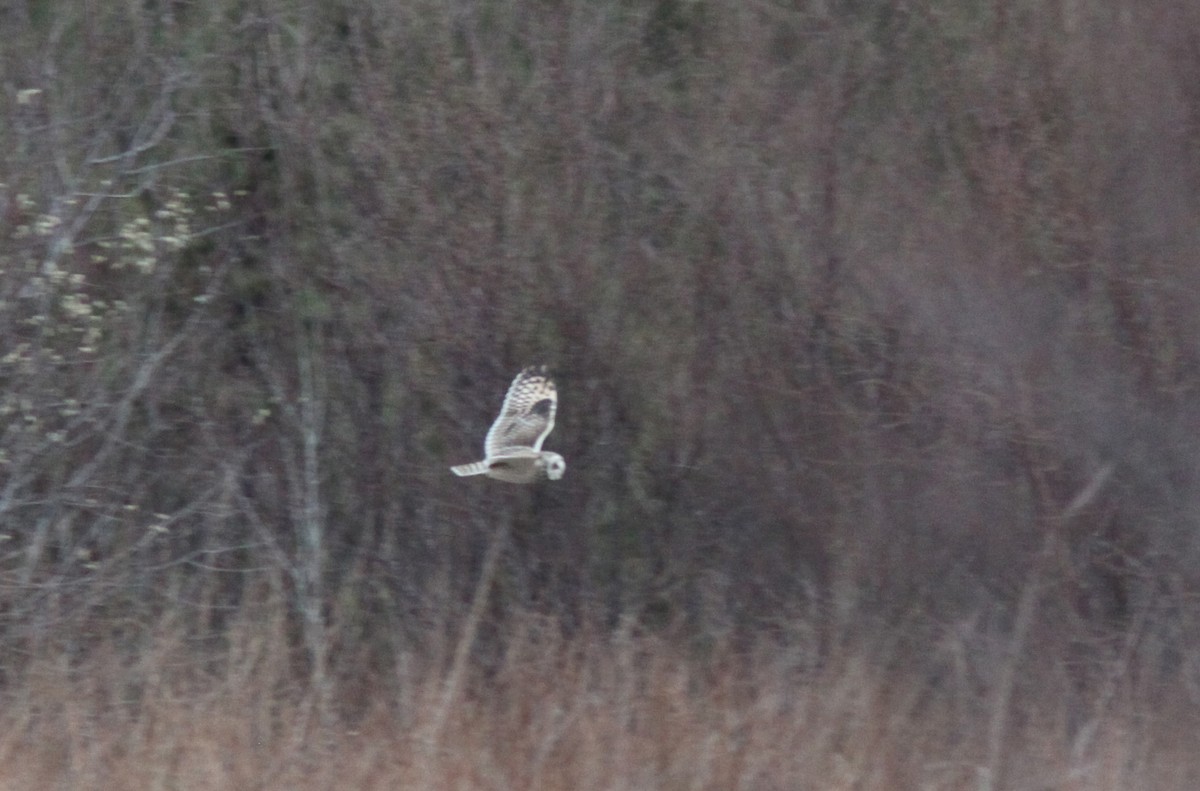 Short-eared Owl - ML414696981