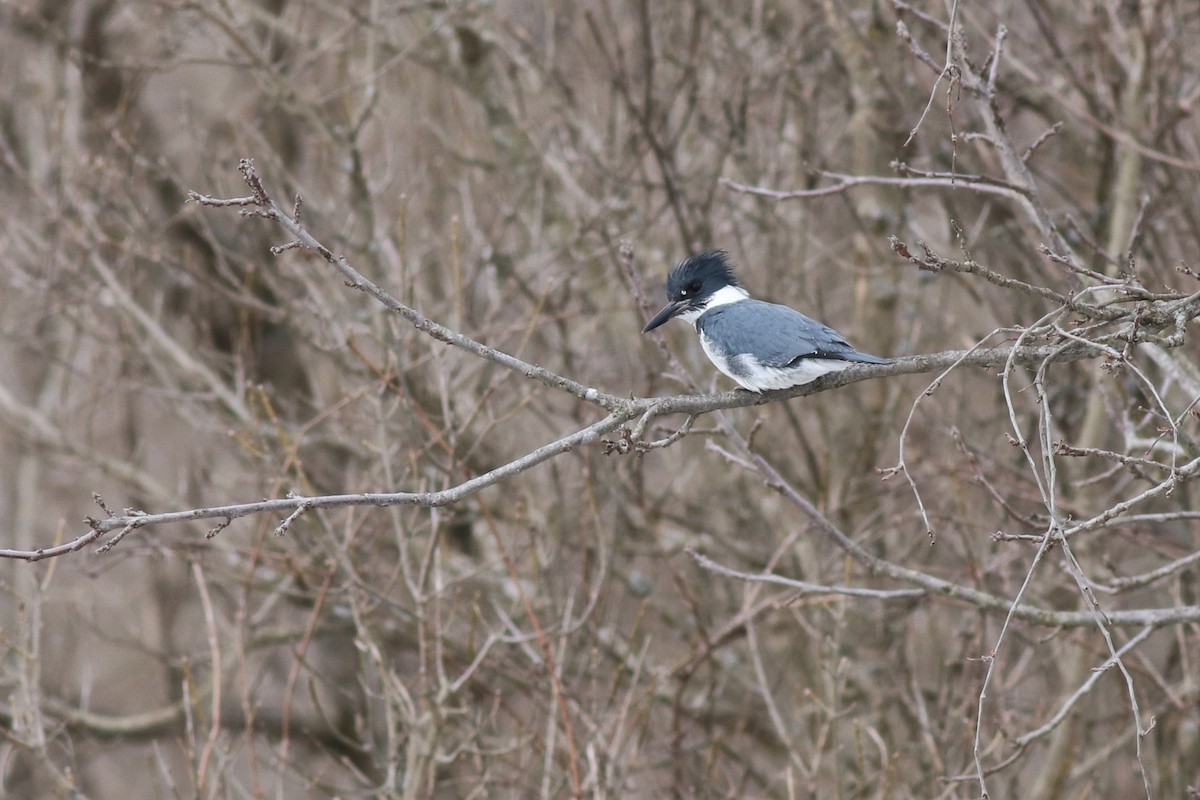 Belted Kingfisher - Eric M. Hall
