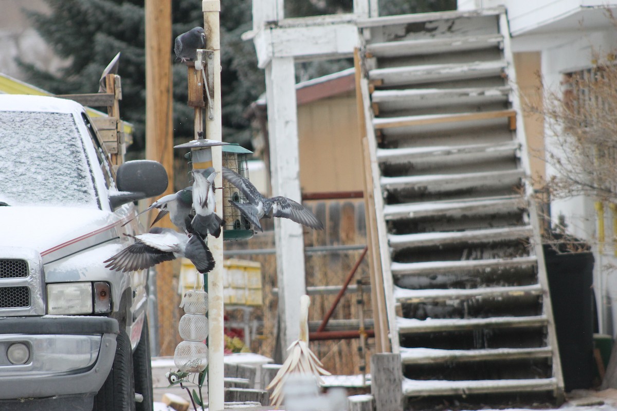 Rock Pigeon (Feral Pigeon) - ML41469971