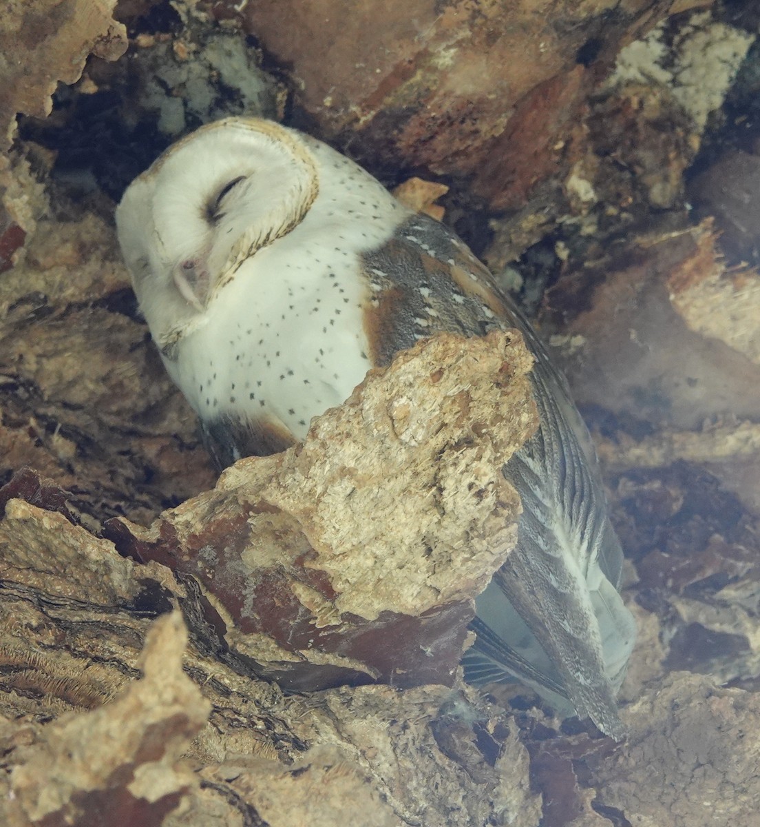 Barn Owl (Eastern) - ML414699811