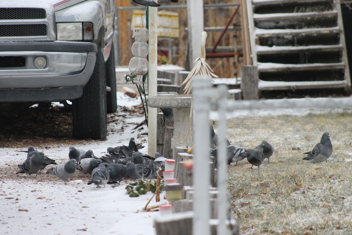 Rock Pigeon (Feral Pigeon) - ML41469991