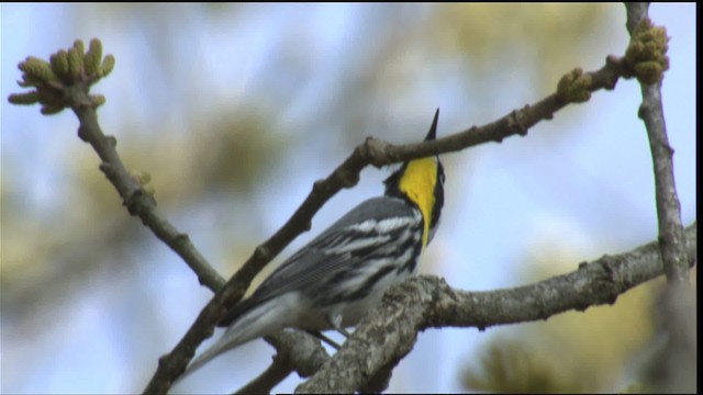 Yellow-throated Warbler - ML414700