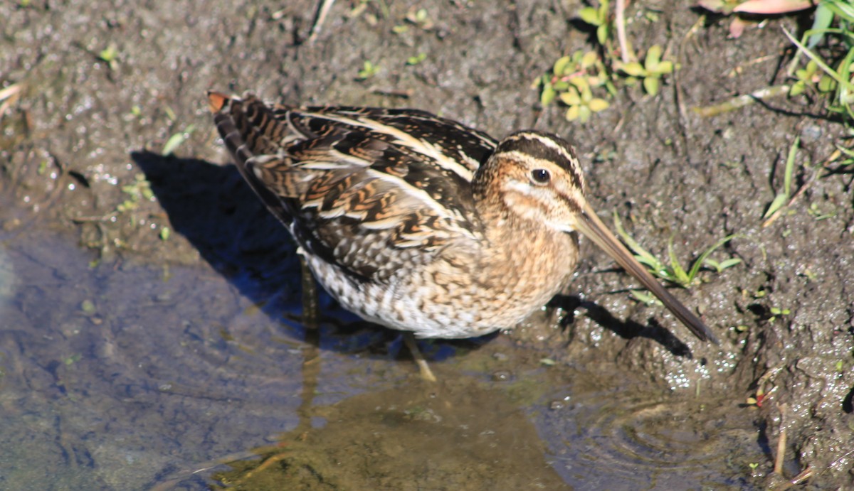 Wilson's Snipe - ML41470011