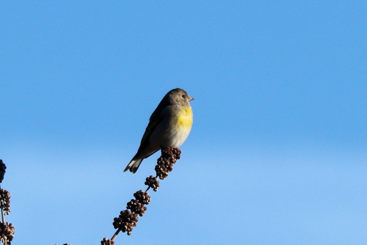 Lawrence's Goldfinch - ML414700701
