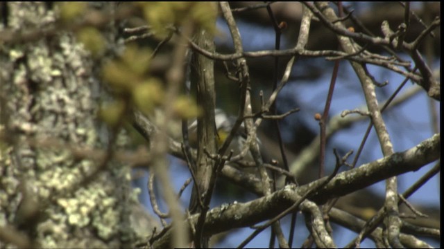 Yellow-throated Warbler - ML414701