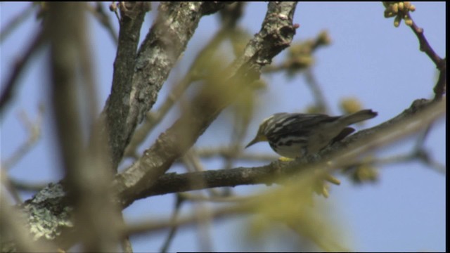 Yellow-throated Warbler - ML414702