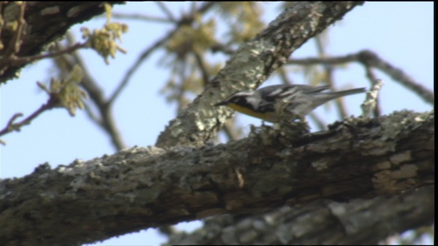 Yellow-throated Warbler - ML414703